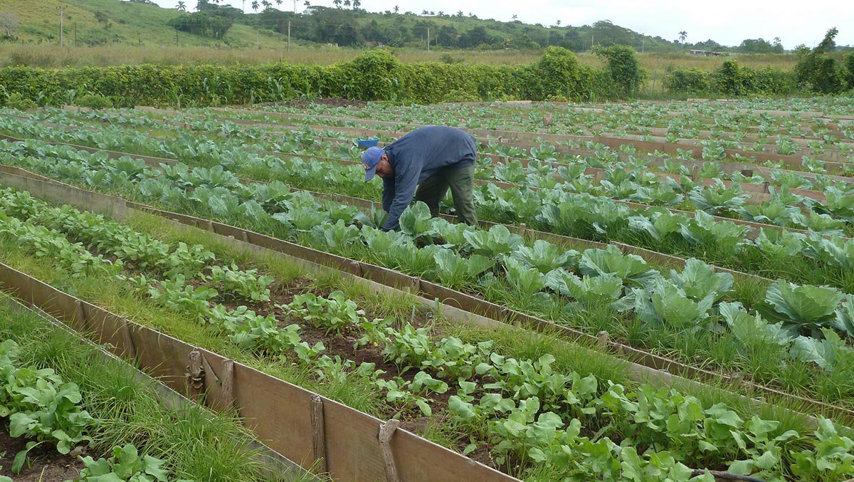 Cuba aumenta participação privada na agricultura Cuba aumenta participação privada na agricultura