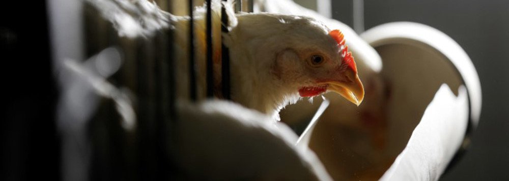 China estende por 6 meses investigação antidumping sobre importação de frango do Brasil (Foto: Paulo Whitaker - Reuters) China estende por 6 meses investigação antidumping sobre importação de frango do Brasil