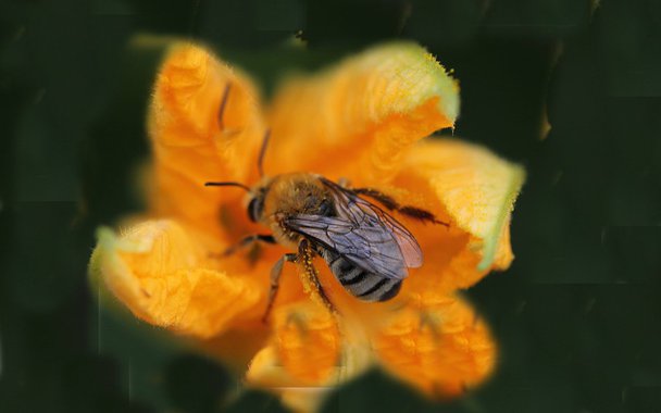Apocalipse das abelhas. Pesticidas, ambiente e aquecimento são as causas Apocalipse das abelhas. Pesticidas, ambiente e aquecimento são as causas