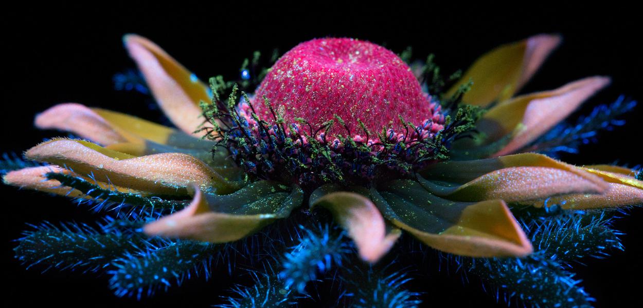 Flor em fundo preto (Foto: Craig Burrows) Flor em fundo preto