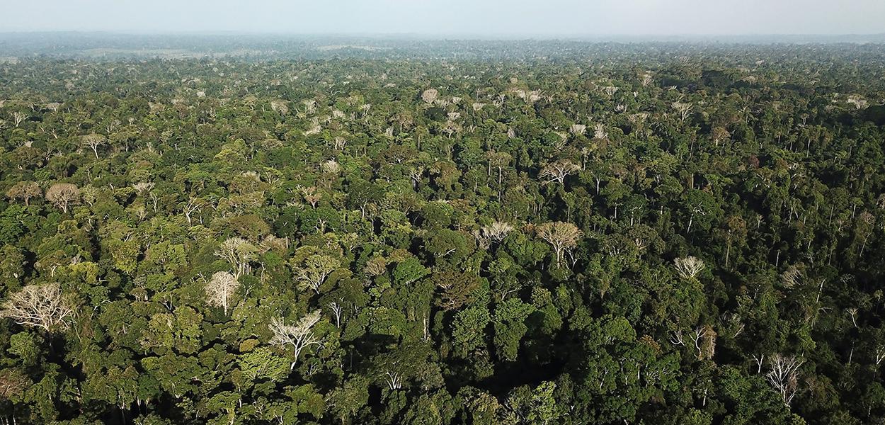 Vista aérea da Amazônia perto de Altamira, no Pará (Foto: REUTERS/Nacho Doce) www.brasil247.com - Vista aérea da Amazônia perto de Altamira, no Pará