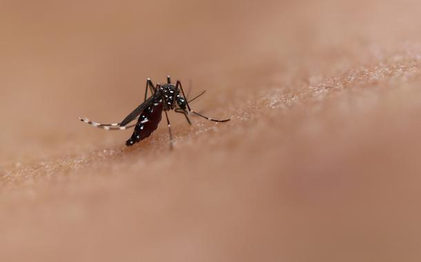 Mosquito Aedes Aegypti (Foto: NIAID) Mosquito Aedes Aegypti
