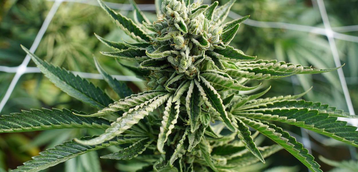 Justiça autoriza família a plantar maconha para tratar epilepsia (Foto: José Barbacena) Justiça autoriza família a plantar maconha para tratar epilepsia