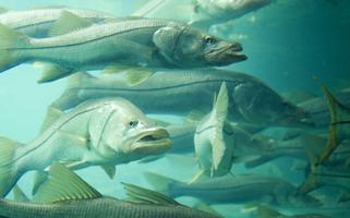 A school of snook in Florida. A school of snook in Florida.