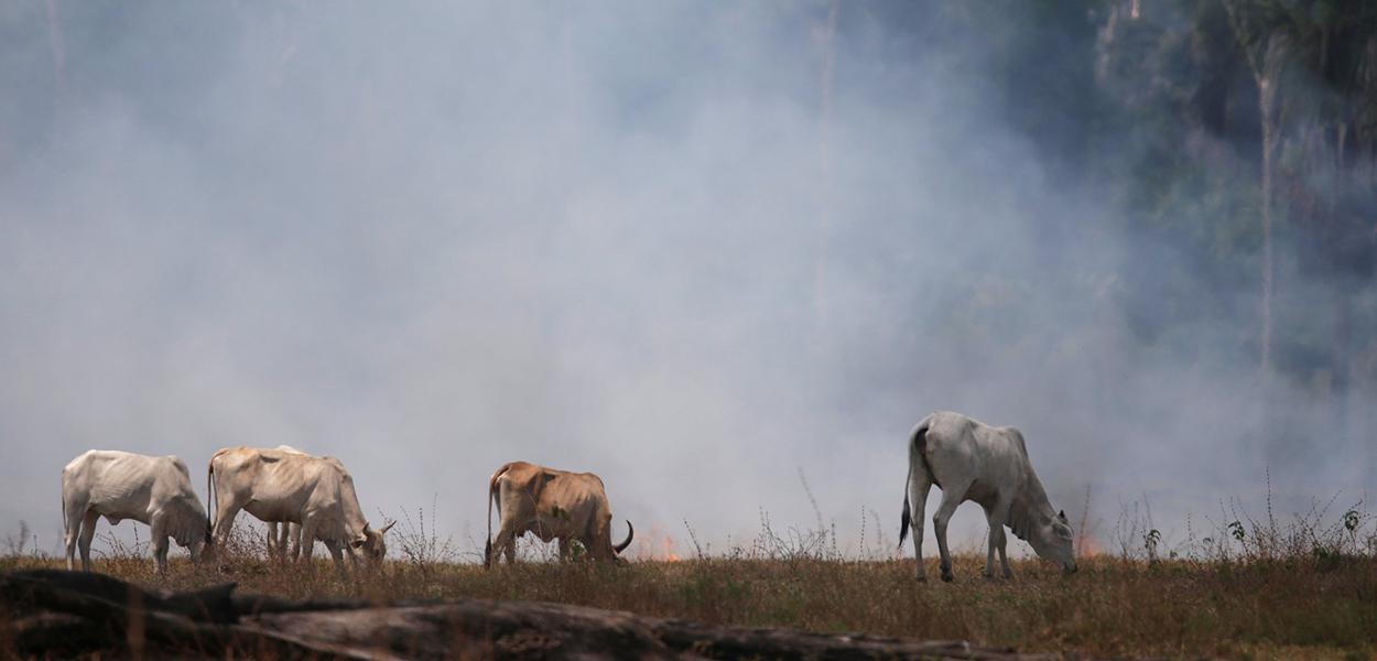 Gado em área queimada da Amazônia (Foto: REUTERS/Ricardo Moraes) Gado em área queimada da Amazônia