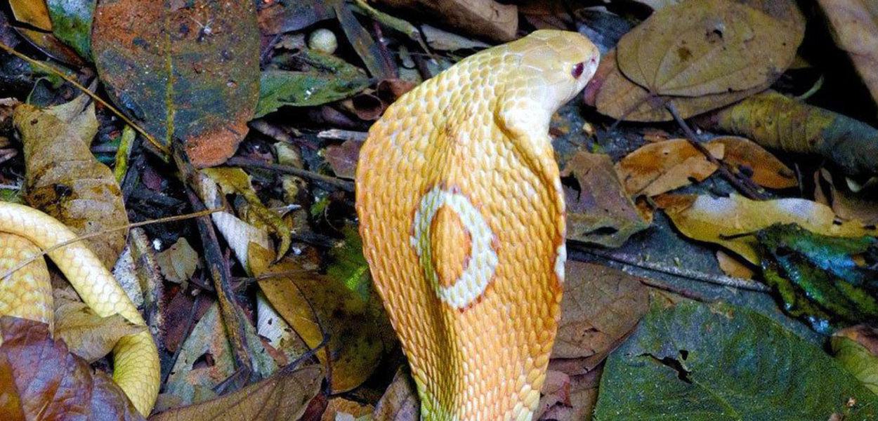 Cobra naja (Foto: Divulgação/Instituto Butantan) Cobra naja