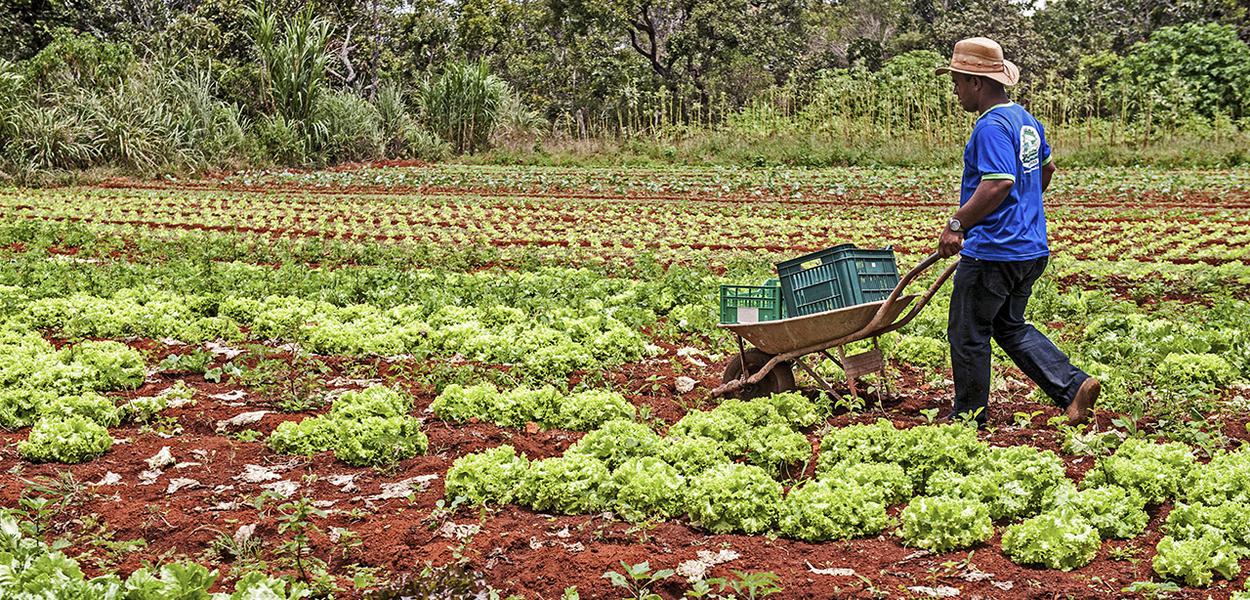 Governo Bolsonaro suspende financiamento para agricultura familiar (Foto: Sergio Amaral/MDS) Governo Bolsonaro suspende financiamento para agricultura familiar