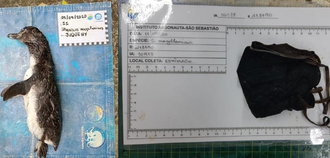 (Foto: Divulgação/Instituto Argonauta)