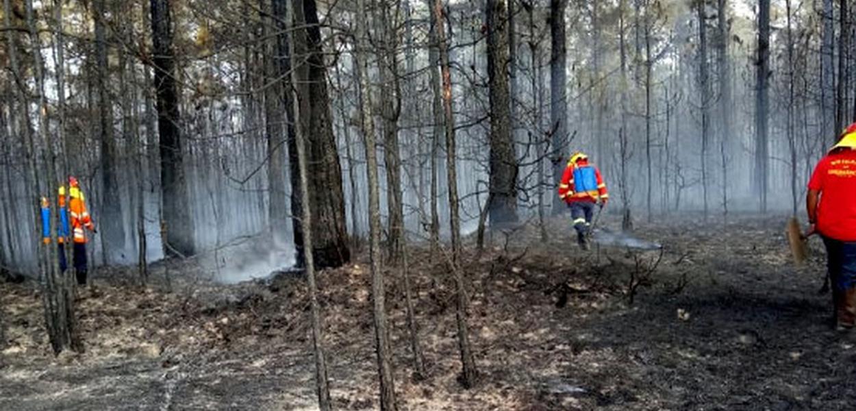 São Paulo registra alta na quantidade de incêndios e resgates de animais (Foto: Divulgação (Defesa Civil de SP)) São Paulo registra alta na quantidade de incêndios e resgates de animais