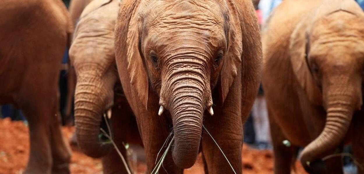 Elefante (Foto: Baz Ratner/Reuters) Elefante