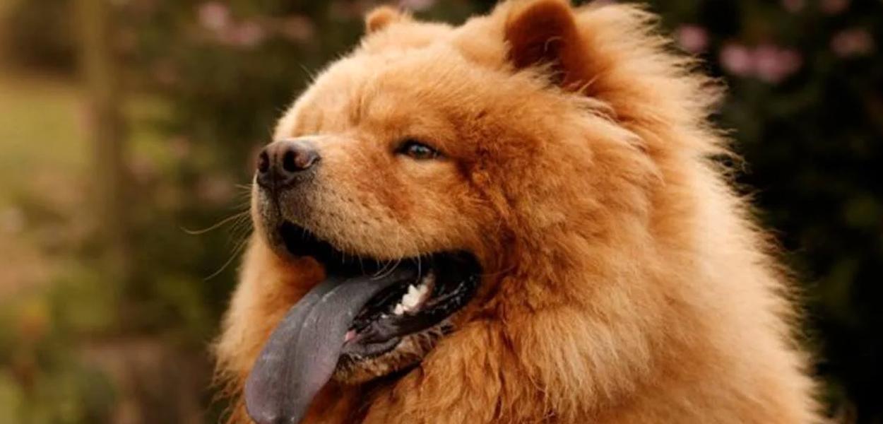 Cão da raça Chow Chow (Foto: REPRODUÇÃO/ FREEPIK) Cão da raça Chow Chow