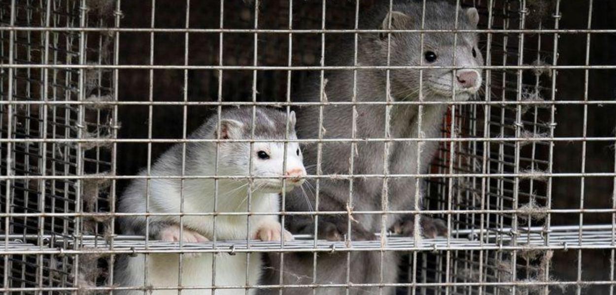 O animal vison é muito usado na Dinamarca para confeccionar casacos de pele (Foto: Henning Bagger/Ritzau Scanpix/via REUTERS) O animal vison é muito usado na Dinamarca para confeccionar casacos de pele