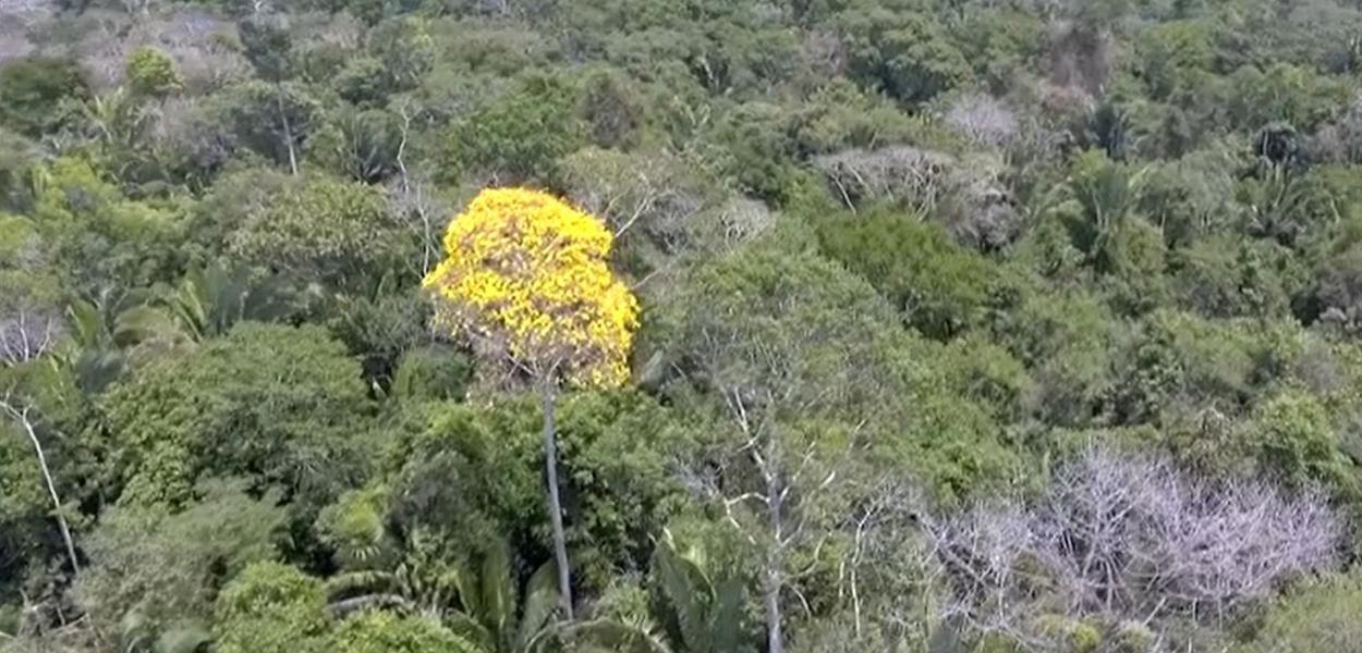 Ministério do Meio Ambiente acaba com restrições para a exploração da madeira ipê (Foto: Reprodução (Globo)) Ministério do Meio Ambiente acaba com restrições para a exploração da madeira ipê