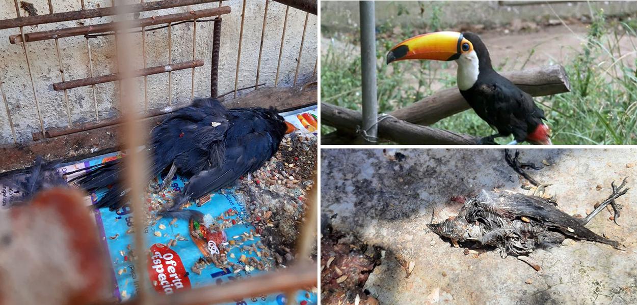 Mais de 600 animais morrem em centro de tratamento do Ibama. (Foto: Arquivo Pessoal) Mais de 600 animais morrem em centro de tratamento do Ibama.