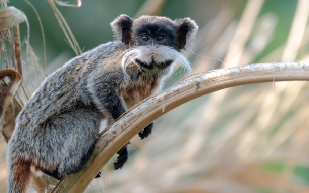 Sagui-imperador, ou sagui-de-bigode (Foto: Victor Castanho) Sagui-imperador, ou sagui-de-bigode
