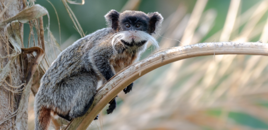 Sagui-imperador, ou sagui-de-bigode (Foto: Victor Castanho) Sagui-imperador, ou sagui-de-bigode