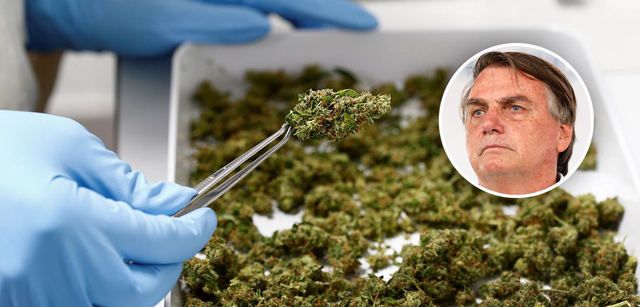 Maconha medicinal e Jair Bolsonaro (Foto: Reuters | Alan Santos/PR) Maconha medicinal e Jair Bolsonaro
