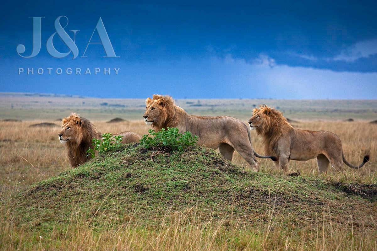 Leões no Maasai Mara (Foto: Jonathan e Angela Scott) (Foto: Jonathan e Angela Scott) Leões no Maasai Mara (Foto: Jonathan e Angela Scott)