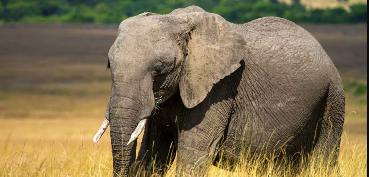 Elefante