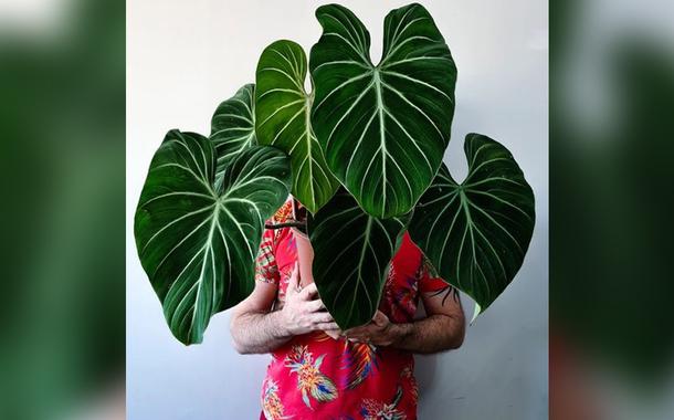 O botânico Samuel Gonçalves com uma Philodendron (Foto: Reprodução/ Instagram) O botânico Samuel Gonçalves com uma Philodendron