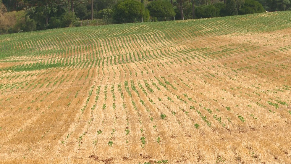 Lavoura afetada pela estiagem no RS (Foto: Reprodução / RBS TV) www.brasil247.com - Lavoura afetada pela estiagem no RS