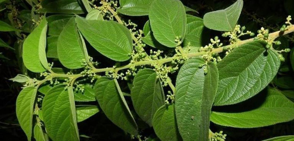 Trema micrantha blume (Foto: Reprodução) Trema micrantha blume