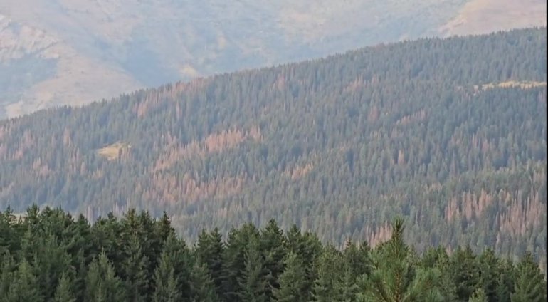 IMA LI SPASA ŠUMAMA U PLAVSKO-GUSINJSKOM KRAJU: Potkornjak suši stabla (Foto: Privatna arhiva)