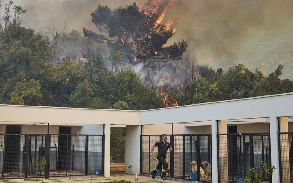 Vatrogasci spasili sve životinje u azilu u Kufinu (Foto: Stevo Vasiljević)