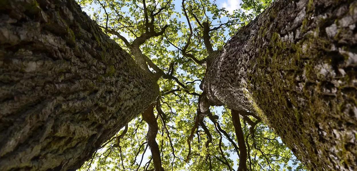 Ilustracija (Foto: Yves Bernardi/Pixabay)