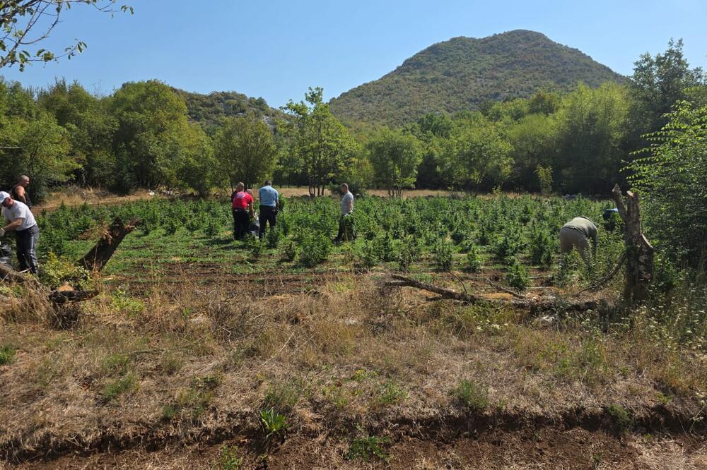 Plantaža marihuane u Trnovu (Foto: Uprava policije)