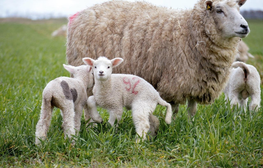 Ilustracija (Foto: Pixabay)