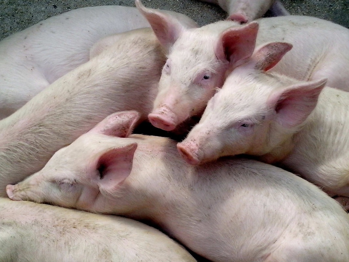 Ilustracija (Foto: Pixabay)