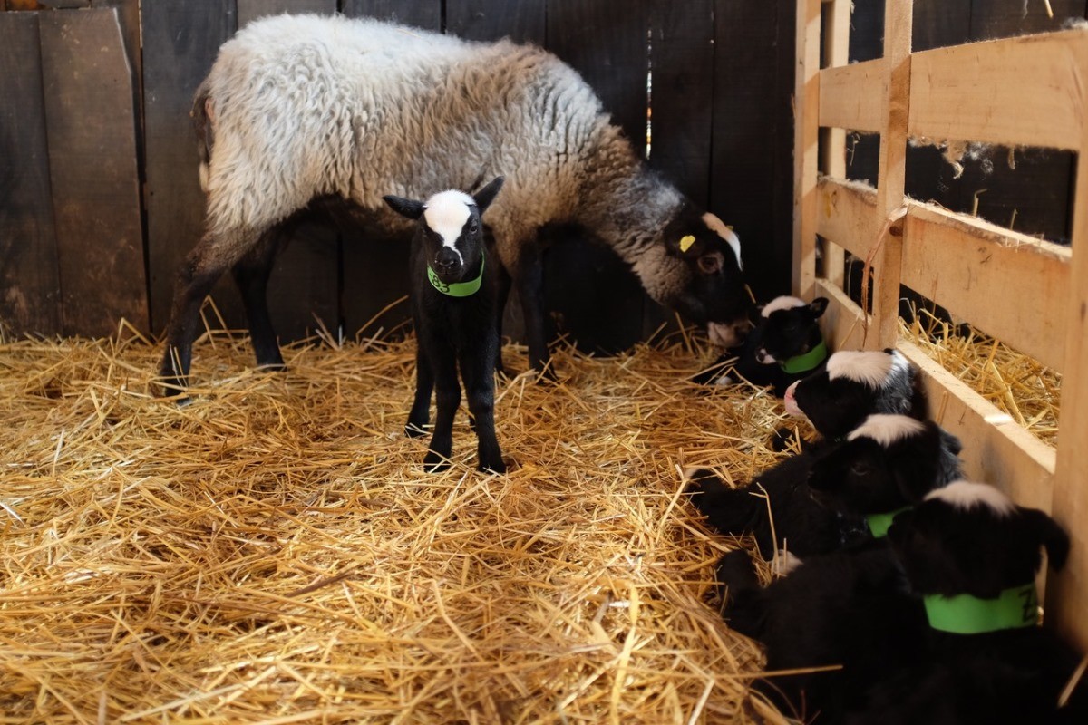 Romanovska rasa ovaca