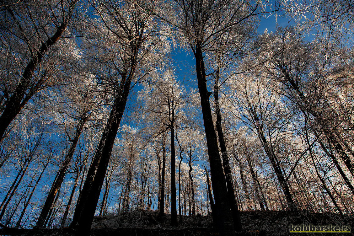 Šuma na Jablaniku (Foto: Đorđe Đoković)