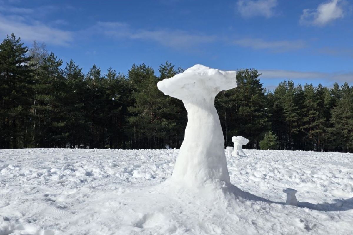 Snežni Dani gjiva na Divčibarama (Foto: Gljivarsko društvo Valjevo)