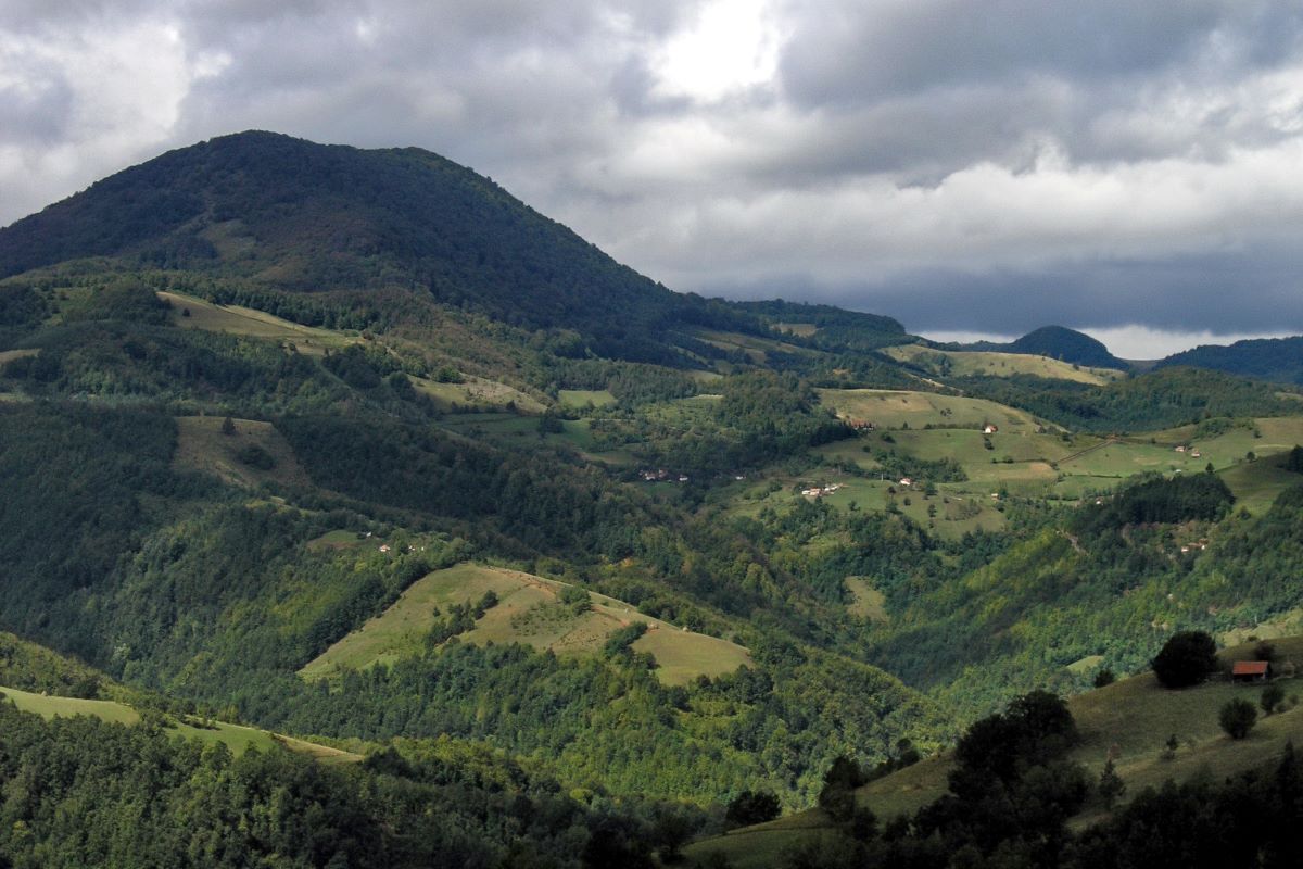 Medvednik (Foto:  Sveta Kovačević)