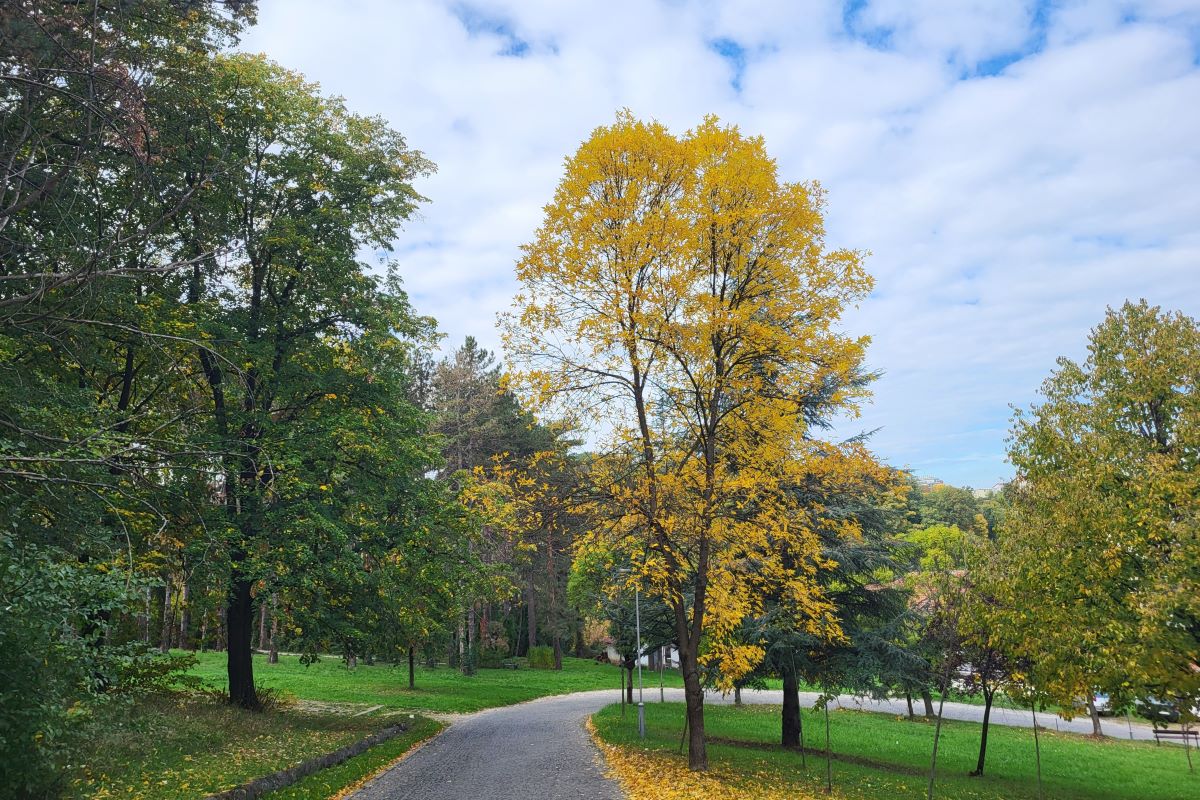 Bair i vidračke šume