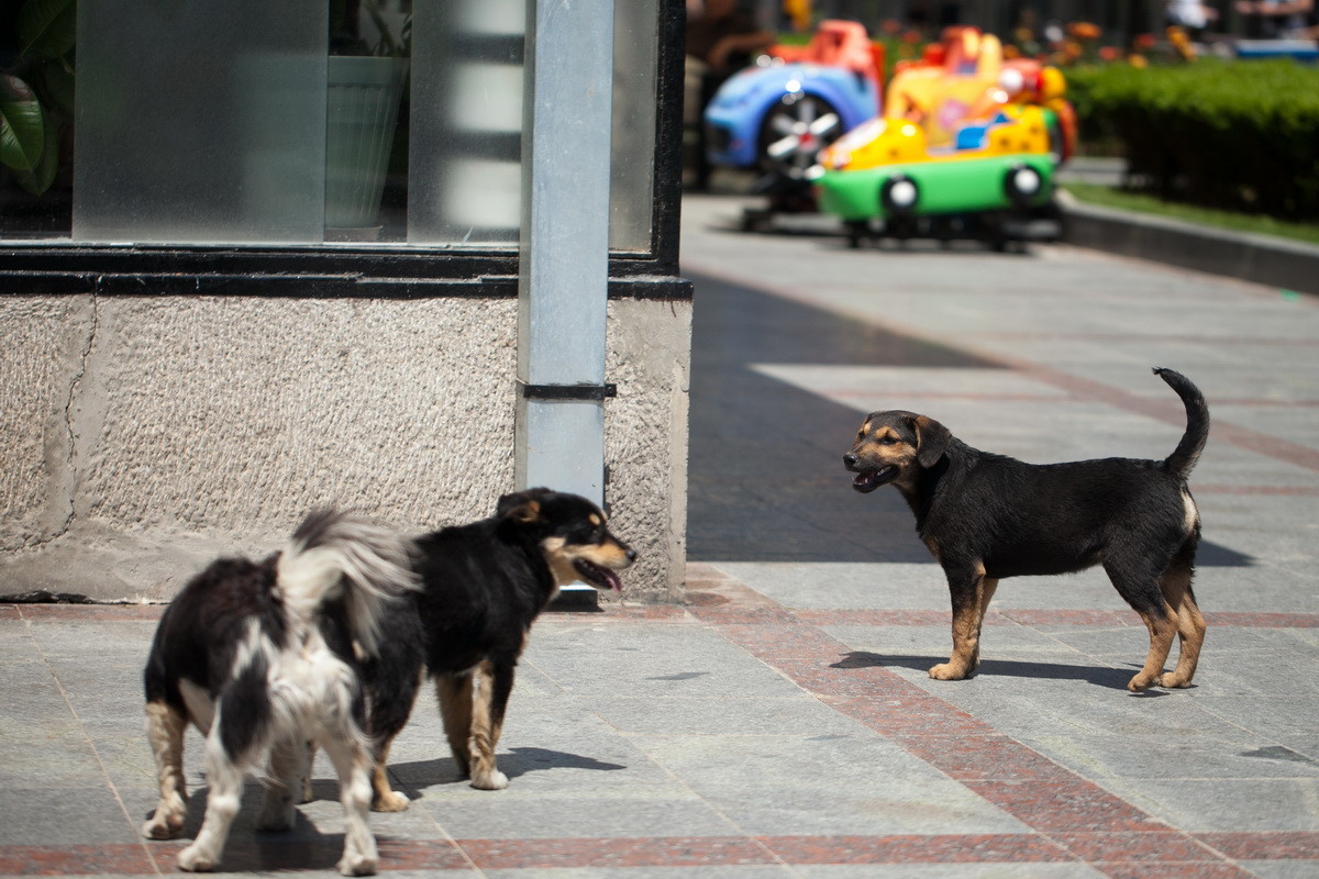 Psi u Knez Miloševoj