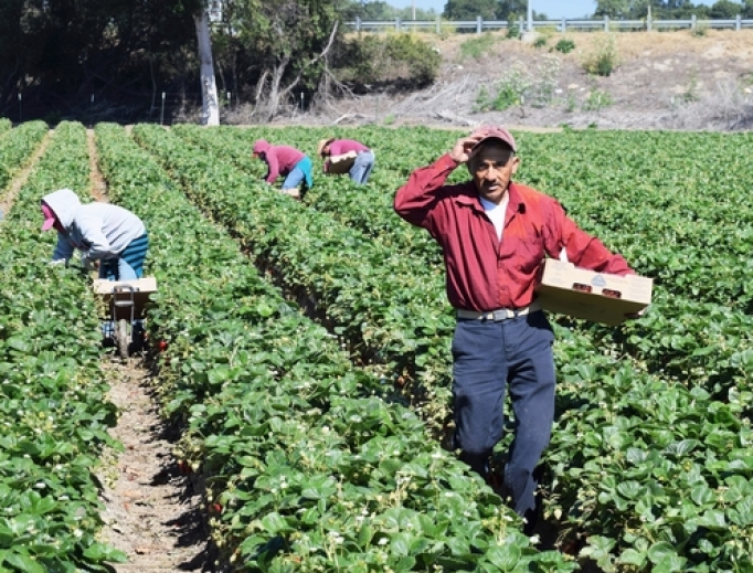 Workers tend to fields in Salinas, California. Workers tend to fields in Salinas, California.