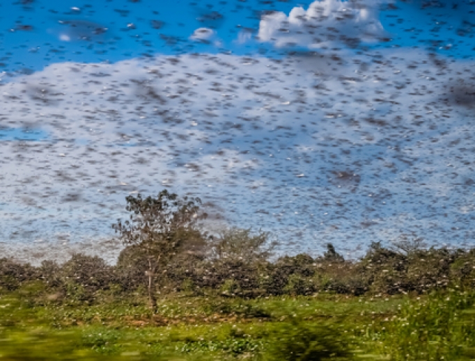Swarm of locusts. Swarm of locusts.