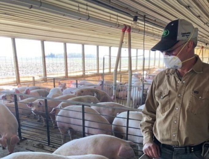Above, Harry Sloot surveys his hogs on his Winthrop, Minnesota, farm, which has been in his family for more than 60 years. Above, Harry Sloot surveys his hogs on his Winthrop, Minnesota, farm, which has been in his family for more than 60 years.