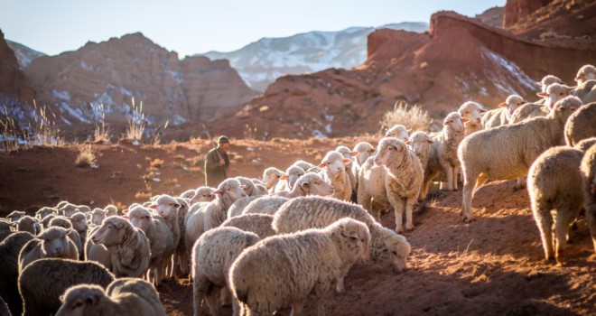 Sheep Sheep