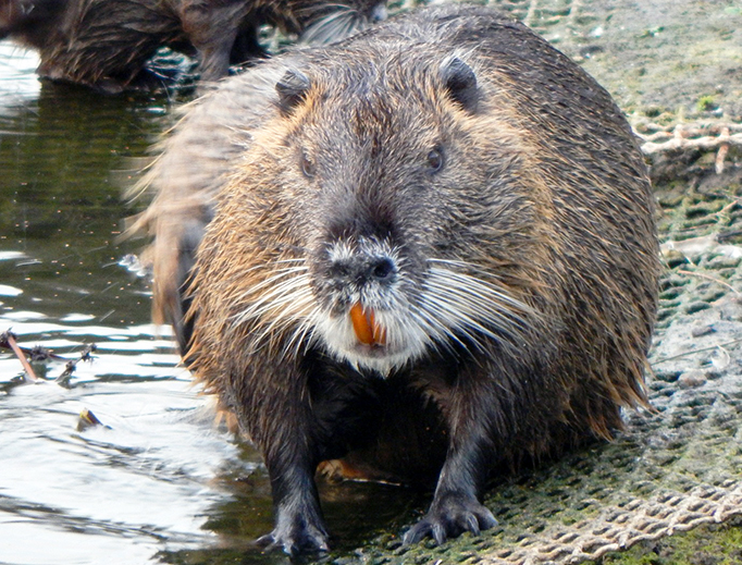 Muskrat Love? You Must Be in Michigan!| National Catholic Register