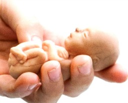 Model of an unborn child displayed in a teacher's hand. Model of an unborn child displayed in a teacher's hand.
