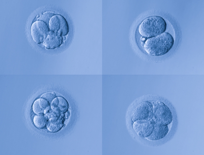 Human embryos. Human embryos.