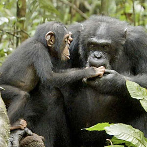 Little Oscar is the star of Chimpanzee. Little Oscar is the star of Chimpanzee.