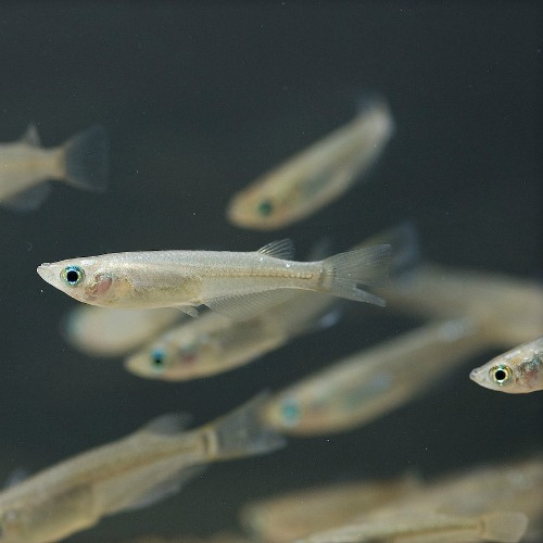 Japanese medaka fish Japanese medaka fish
