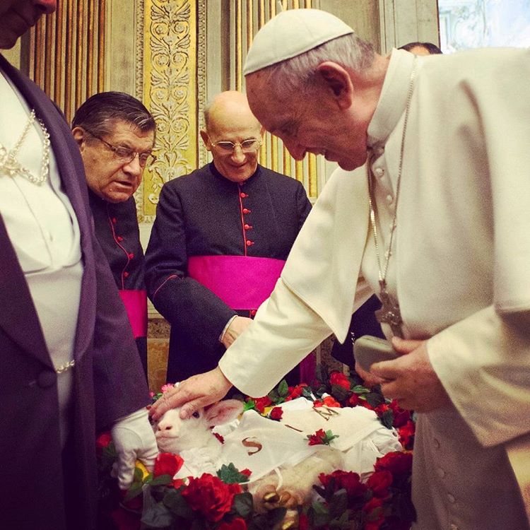 Pope Francis blessing lambs on Jan. 21, 2016. Pope Francis blessing lambs on Jan. 21, 2016.