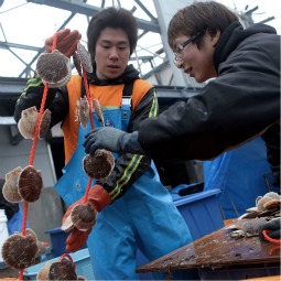 Workers sort shellfish at a temporary processing factory, set up on the harbor front on March 8 in Minamisanriku, Japan. Many of the fishing towns along Japan's northeast coast had their equipment, factories and boats destoryed in last year's earthquake and tsunami. As the first anniversary of the disaster approaches, fisherman along the coastline are being assited by volunteers from across the country in an effort to boost the industry, create jobs and save livelihoods. Workers sort shellfish at a temporary processing factory, set up on the harbor front on March 8 in Minamisanriku, Japan. Many of the fishing towns along Japan's northeast coast had their equipment, factories and boats destoryed in last year's earthquake and tsunami. As the first anniversary of the disaster approaches, fisherman along the coastline are being assited by volunteers from across the country in an effort to boost the industry, create jobs and save livelihoods.