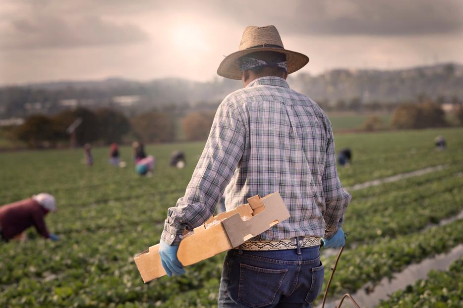 A man plucks strawberries as he works in a farm with others in Orange County, California. A man plucks strawberries as he works in a farm with others in Orange County, California.
